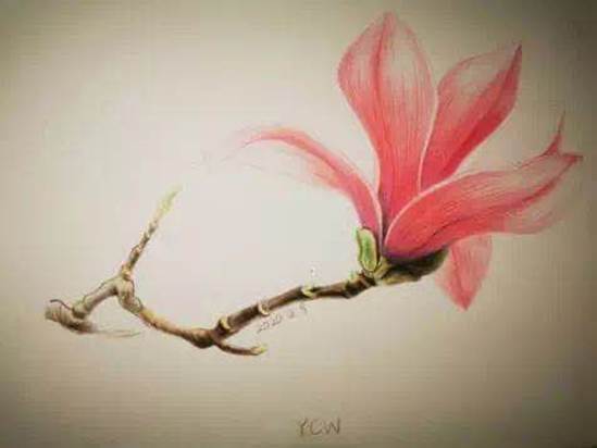 “樱花烂漫时，春日里重逢”——凤凰彩票
2019级本科生举行“抗疫”主题团日活动